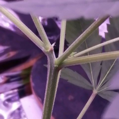 Génétique inconnue growlog photo: Femelle ? 