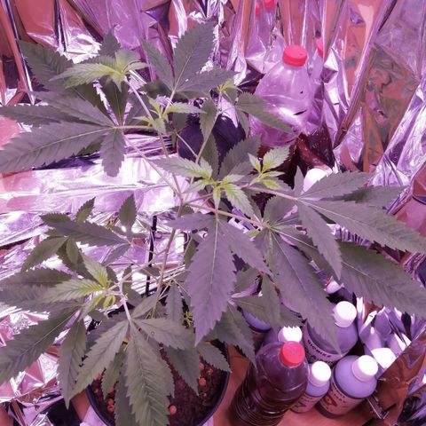 Génétique inconnue growlog timeline photo