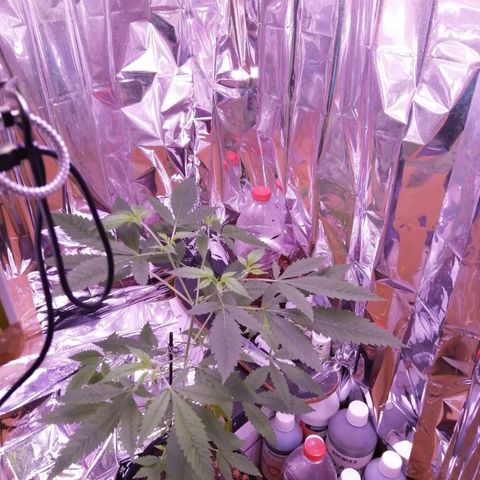 Génétique inconnue growlog timeline photo