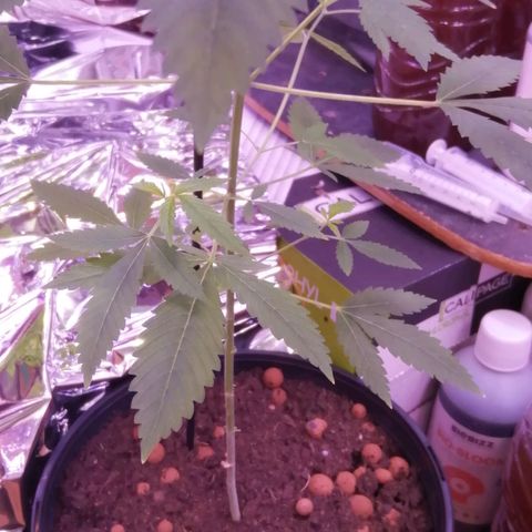 Génétique inconnue growlog timeline photo