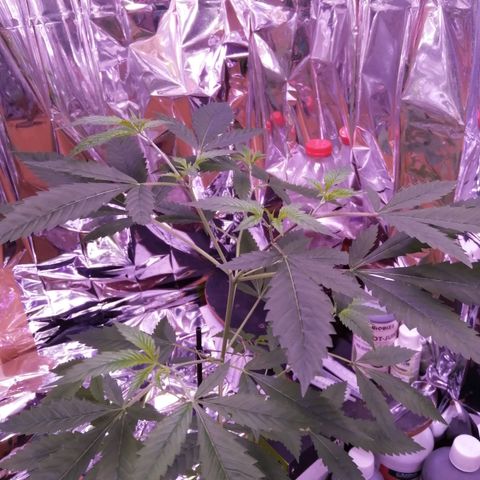 Génétique inconnue growlog timeline photo