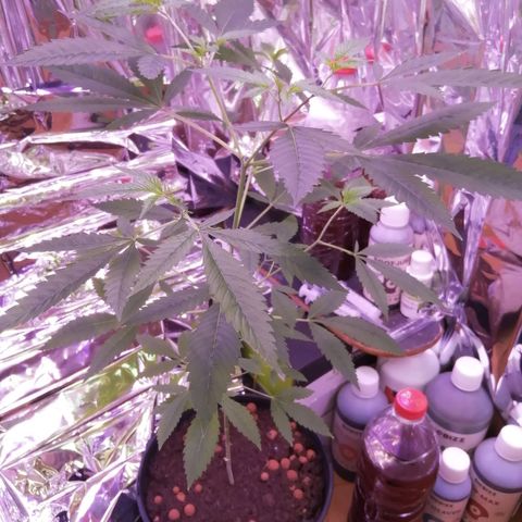 Génétique inconnue growlog timeline photo