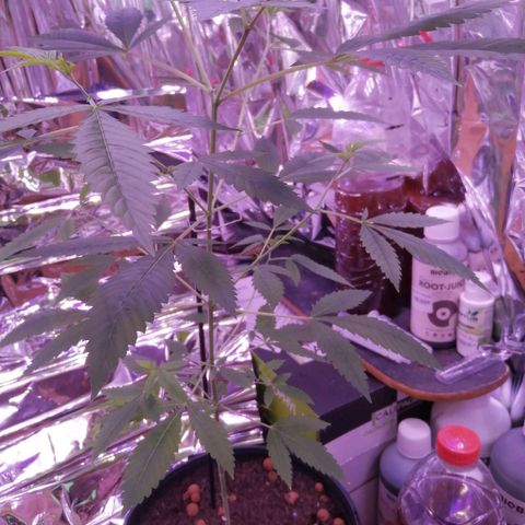 Génétique inconnue growlog timeline photo