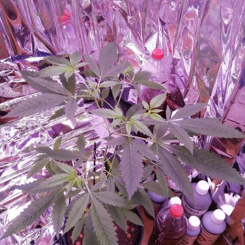 Génétique inconnue growlog timeline photo