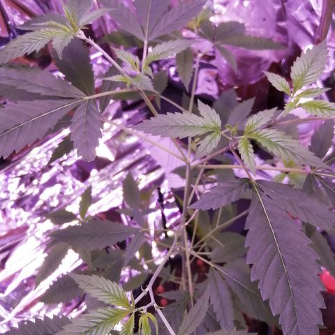 Génétique inconnue growlog timeline photo