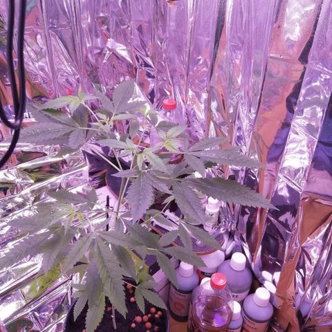 Génétique inconnue growlog timeline photo