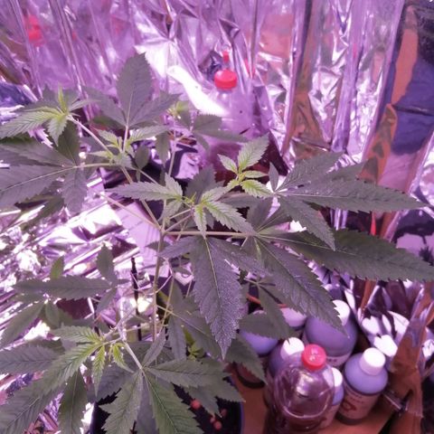 Génétique inconnue growlog timeline photo