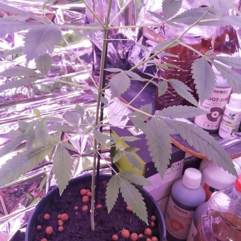 Génétique inconnue growlog timeline photo