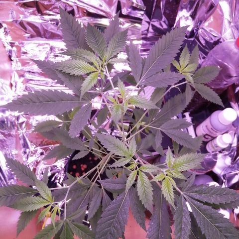Génétique inconnue growlog timeline photo