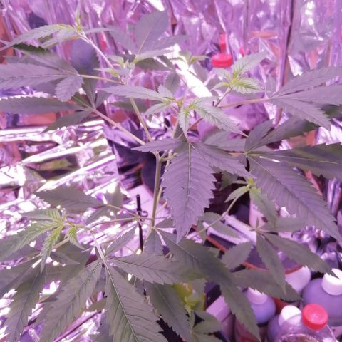 Génétique inconnue growlog timeline photo