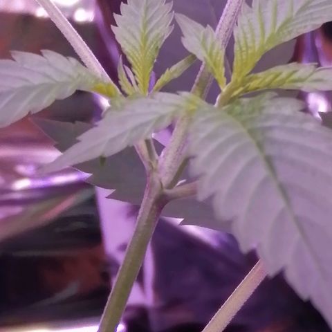 Génétique inconnue growlog timeline photo