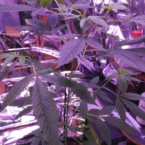 Génétique inconnue growlog timeline photo