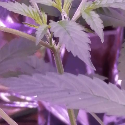 Génétique inconnue growlog timeline photo