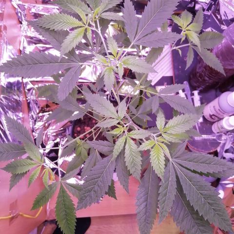 Génétique inconnue growlog timeline photo