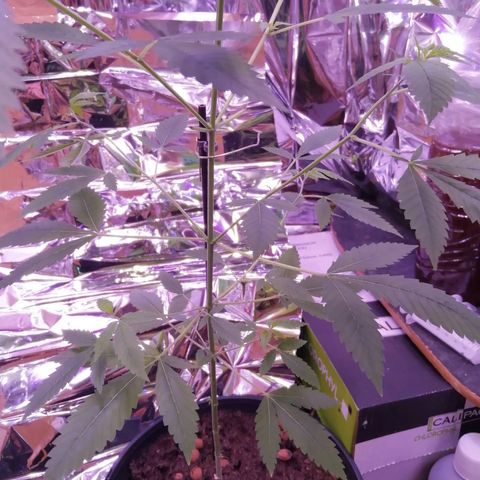 Génétique inconnue growlog timeline photo