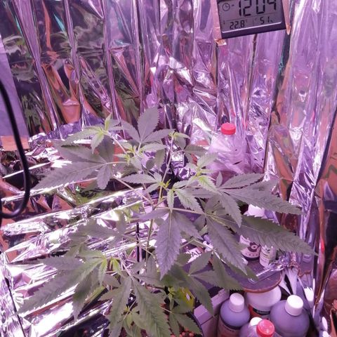 Génétique inconnue growlog timeline photo
