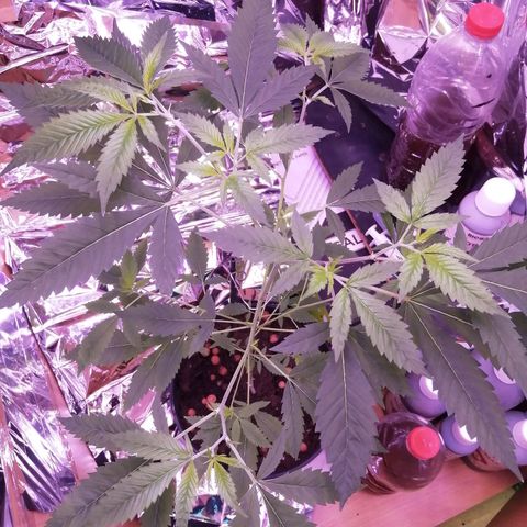 Génétique inconnue growlog timeline photo