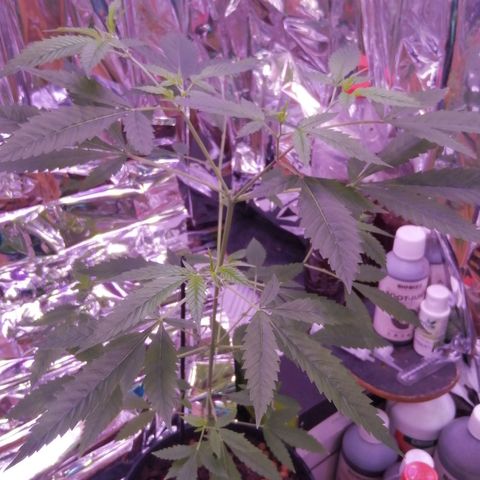 Génétique inconnue growlog timeline photo