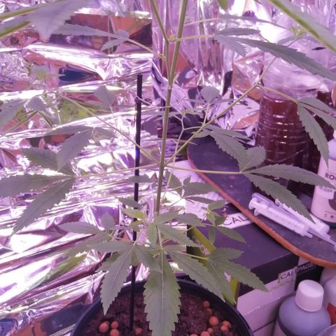 Génétique inconnue growlog timeline photo