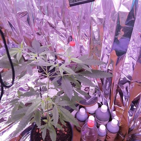 Génétique inconnue growlog timeline photo