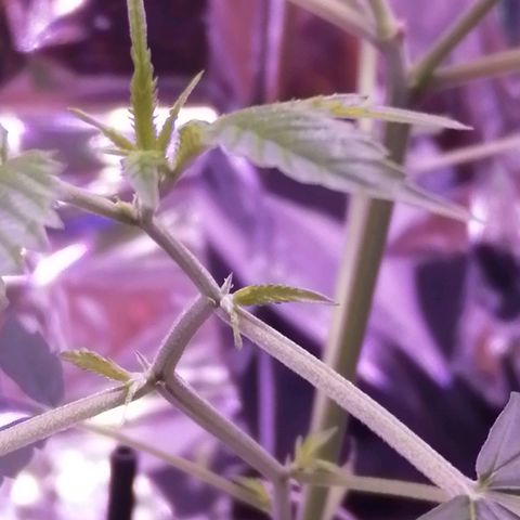 Génétique inconnue growlog timeline photo