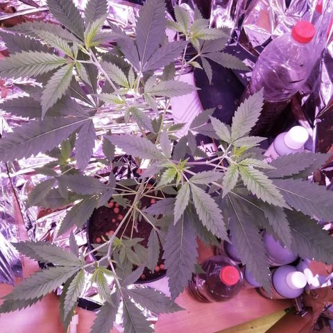 Génétique inconnue growlog timeline photo