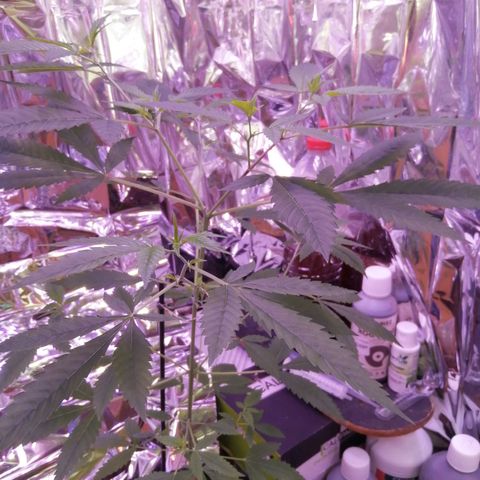 Génétique inconnue growlog timeline photo