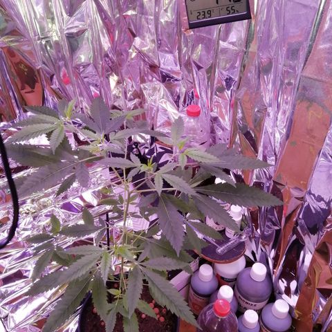 Génétique inconnue growlog timeline photo