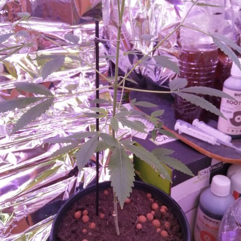 Génétique inconnue growlog timeline photo