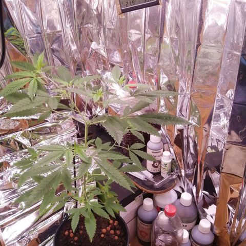 Génétique inconnue growlog timeline photo