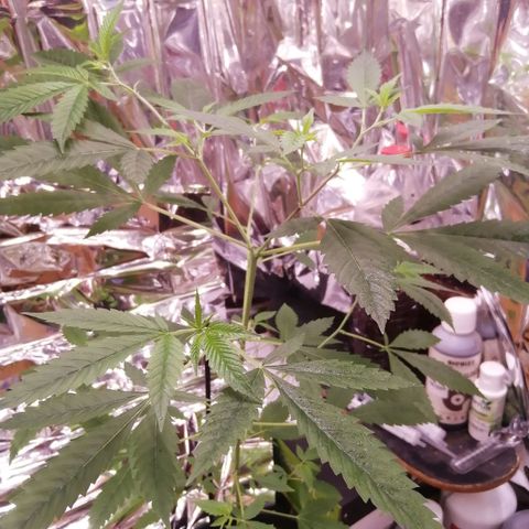 Génétique inconnue growlog timeline photo