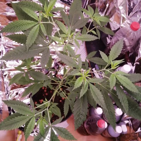Génétique inconnue growlog timeline photo