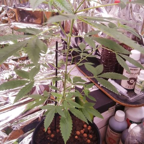 Génétique inconnue growlog timeline photo
