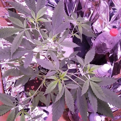 Génétique inconnue growlog timeline photo