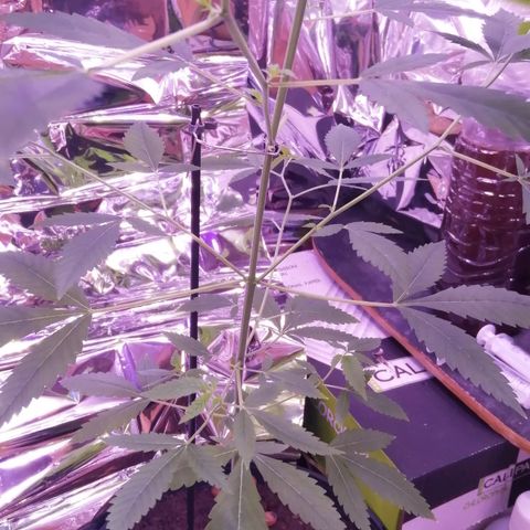 Génétique inconnue growlog timeline photo