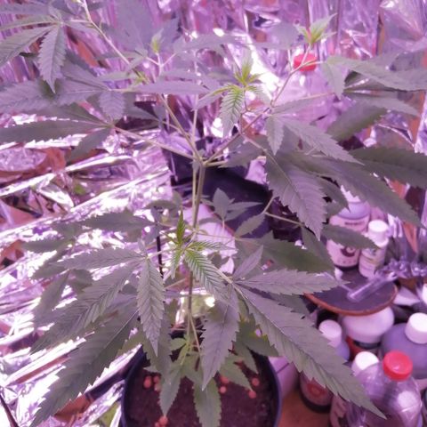Génétique inconnue growlog timeline photo