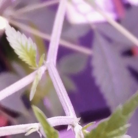 Génétique inconnue growlog timeline photo