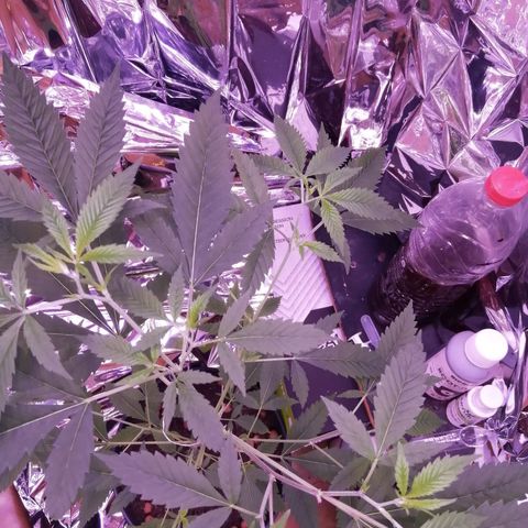 Génétique inconnue growlog timeline photo