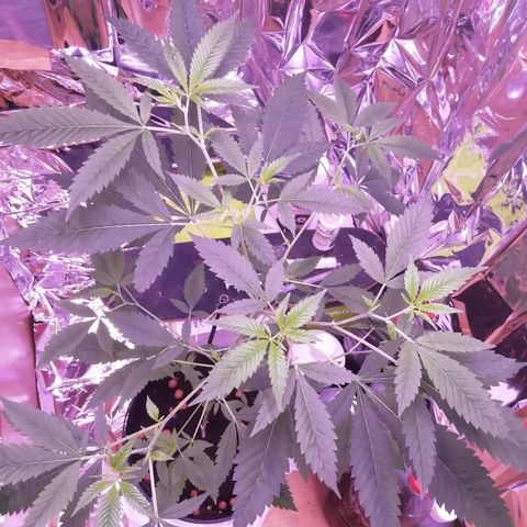 Génétique inconnue growlog timeline photo