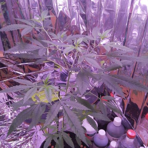 Génétique inconnue growlog timeline photo