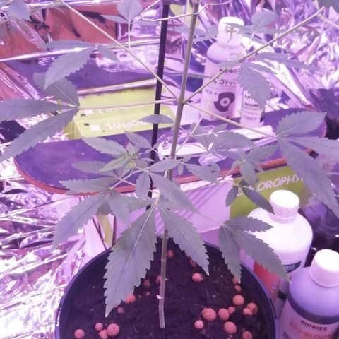 Génétique inconnue growlog timeline photo