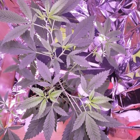 Génétique inconnue growlog timeline photo