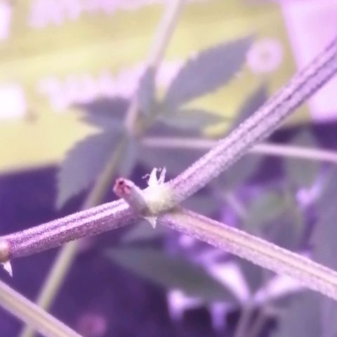 Génétique inconnue growlog timeline photo