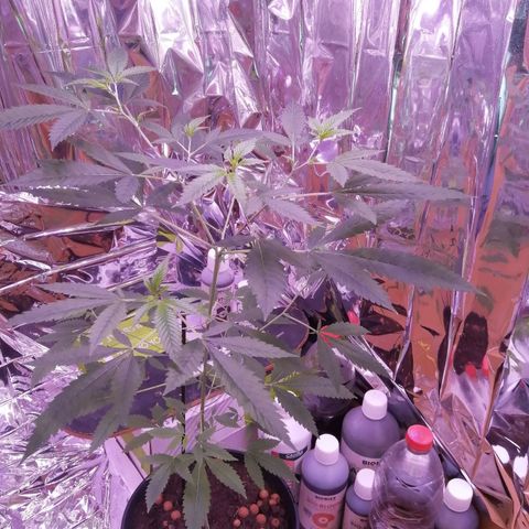 Génétique inconnue growlog timeline photo