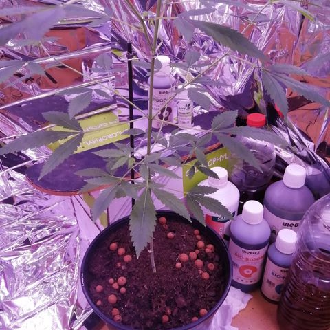 Génétique inconnue growlog timeline photo