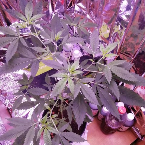 Génétique inconnue growlog timeline photo