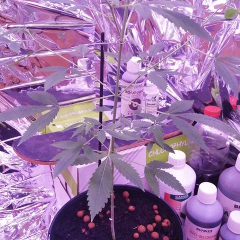 Génétique inconnue growlog timeline photo