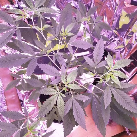Génétique inconnue growlog timeline photo