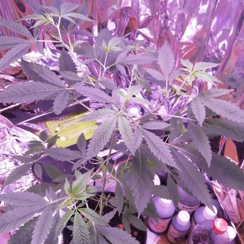 Génétique inconnue growlog timeline photo