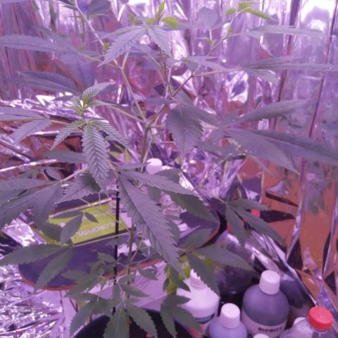 Génétique inconnue growlog timeline photo